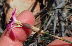 Dianthus basuticus