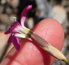 Dianthus basuticus