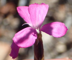 Dianthus basuticus