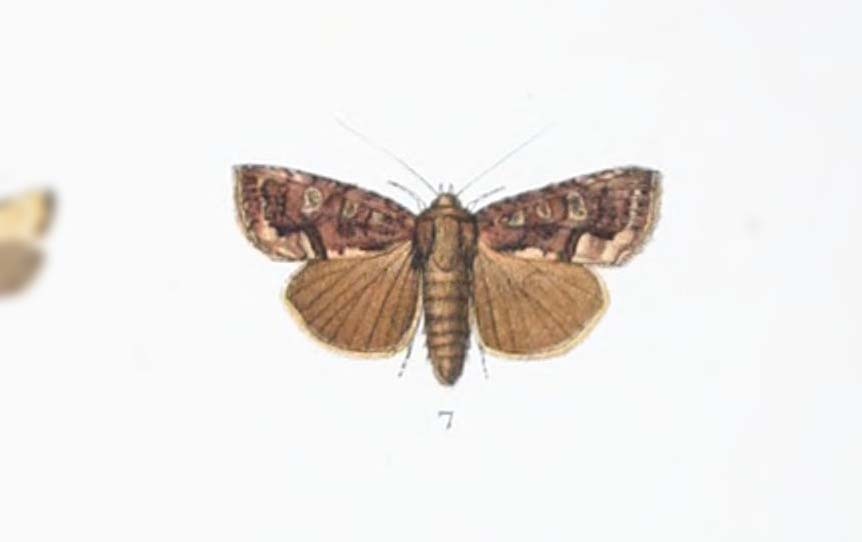Dypterygia cristifera