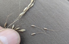 Piptatheropsis canadensis