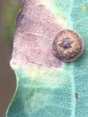 Neuroterus quercusbaccarum