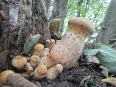 Gymnopilus junonius