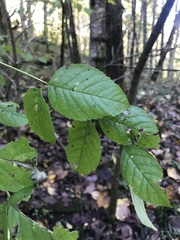 Fraxinus quadrangulata