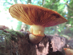 Gymnopilus junonius