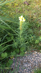 Linaria vulgaris