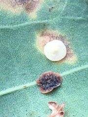 Neuroterus quercusbaccarum