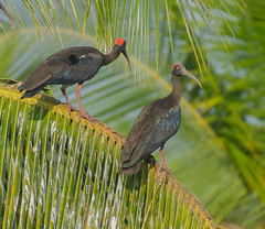 Pseudibis papillosa