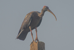 Pseudibis papillosa