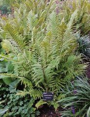 Dryopteris affinis cambrensis