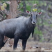 Nilgai - Photo (c) Gaurika Wijeratne, some rights reserved (CC BY-NC-ND)