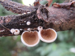 Schizophyllum amplum