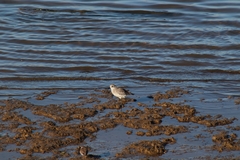 Pluvialis squatarola