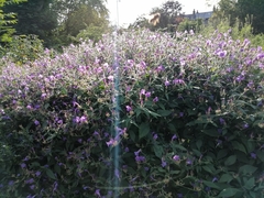 Strobilanthes wallichii