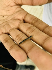 Asiomorpha coarctata