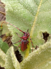 Deretrachys pellitus