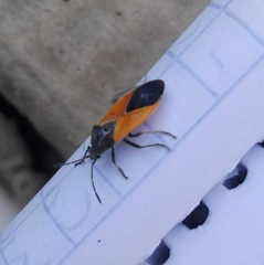 Melanopleurus inflatus