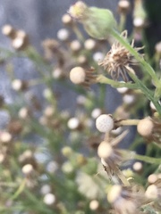 Erigeron