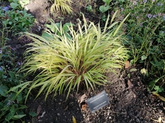 Hakonechloa macra