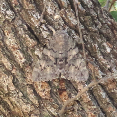 Catocala verrilliana