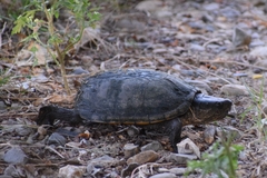 Kinosternon herrerai