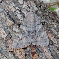 Catocala verrilliana