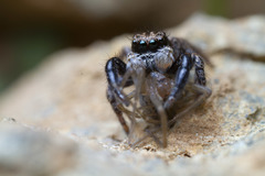 Habronattus oregonensis