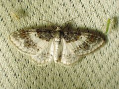 Hydrelia condensata