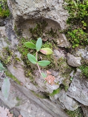 Hylotelephium maximum