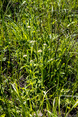 Helichrysum pallidum