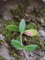 Hylotelephium maximum