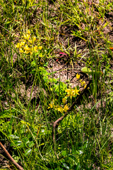 Hypericum aethiopicum