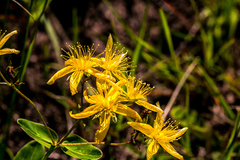 Hypericum aethiopicum