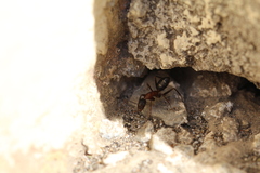 Camponotus barbaricus
