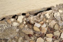 Camponotus barbaricus