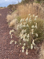 Ptilotus clementii