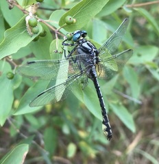 Gomphus schneiderii
