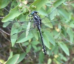 Gomphus schneiderii