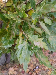 Quercus petraea