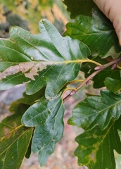 Quercus petraea