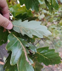 Quercus petraea