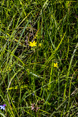 Hypoxis angustifolia