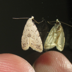 Dasyblemma straminea