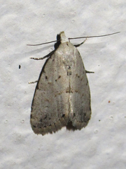 Dasyblemma straminea