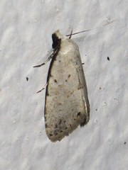 Dasyblemma straminea