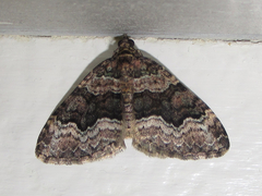 Euphyia swetti