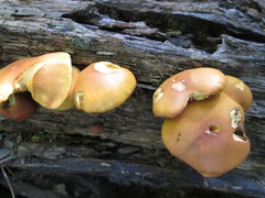 Gymnopilus flavidellus