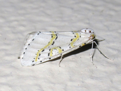 Philtraea paucimacula