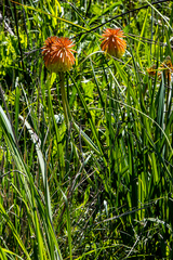 Kniphofia baurii