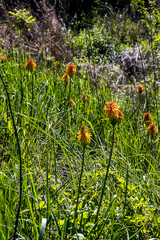 Kniphofia baurii